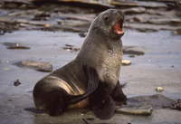 South American fur seals
